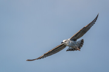 Flying Yellow-legged Gull (Larus michahellis) on a blue background