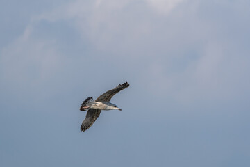 Flying Yellow-legged Gull (Larus michahellis) on a blue background