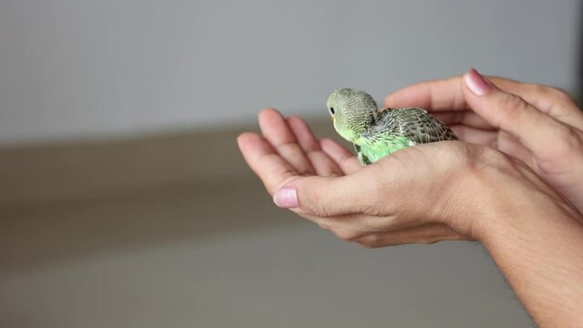 Taking care feeding pet bird budgie chick with hand baby love bird caring human hand 4K video footage pet house Kerala India kid taming playing small birdie giving food green leafy vegetable eating