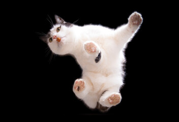 schwarz weiße Katze von unten fotografiert, ein tolles Bild für ein Poster