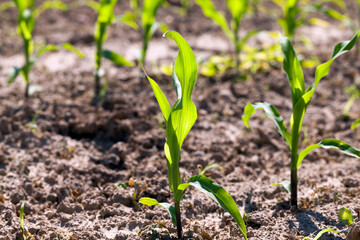 an agricultural field where corn is grown
