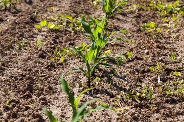 young green immature corn in the field