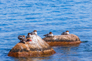 Flock of Merganser birds rest on rocks in a lake