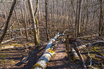 Storm damage forest with fallen trees on a trail