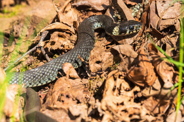 Close up at a Grass snake that crawling on the ground