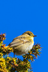 Beautiful Willow warbler on a juniper tree branch