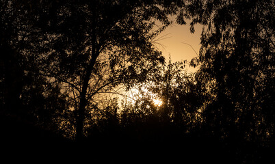 Fototapeta premium Sunset in the forest. Trees in the background light. Elaeagnus commutata, the silverberry or wolf-willow.