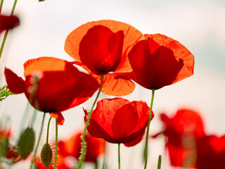 Naklejka premium Summer Poppy Meadow