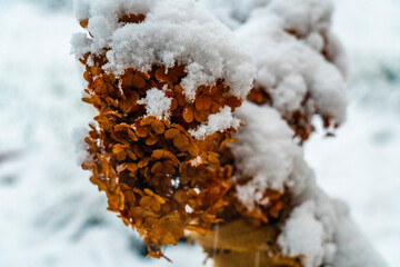 śnieg rośliny wspaniały widok krzewy krajobraz drewno