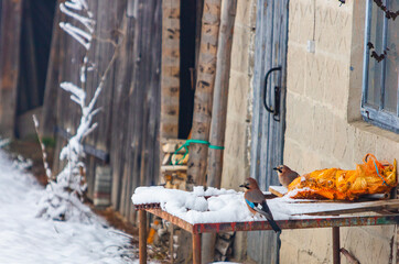 ptaki kolorowe zima dokarmianie gospodarstwo © Tymoteusz