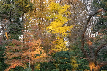 Autumn leaves, spotted by sunset light in the silent garden/woods in Tokyo city center