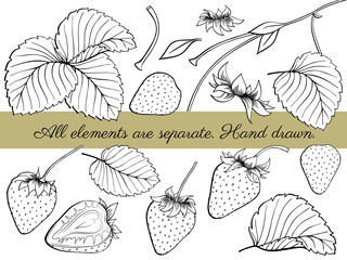 Set of fresh strawberry. Collection of ripe berry, leaves, leaf, plant, half, slice, seeds. Outline freehand drawn. Vector illustration isolated on white background. Separate object Coloring book page