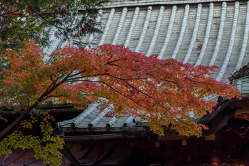紅葉したもみじと青銅の屋根　東京、赤坂の氷川神社