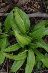 Ornamental wild garlic, Allium ursinum 'Variegatum'