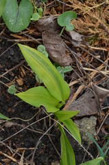 Ornamental wild garlic, Allium ursinum 'Variegatum'