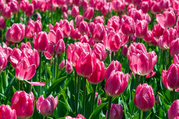 field of pink tulips - 473704371