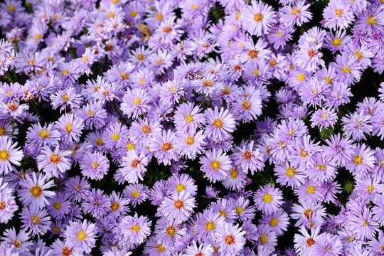 Aster flowers in fall