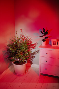 Potted Christmas tree with garland
