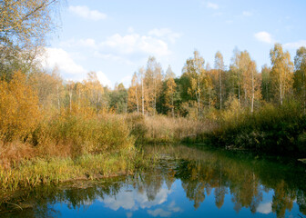Fototapeta na wymiar autumn in the forest