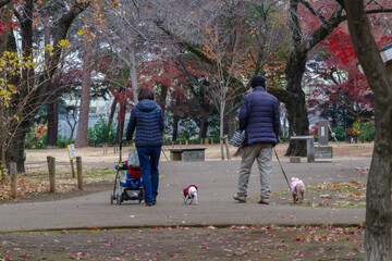 Fototapeta premium 柏の宮公園の風景 浜田山、杉並区、東京、日本
