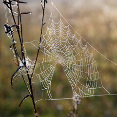 spider web with dew drops - 473704533