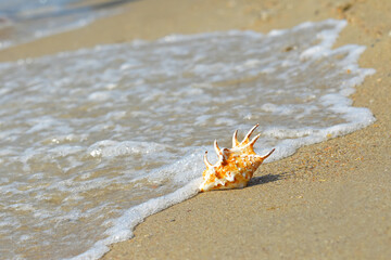 Sea snail on the beach and the sea background