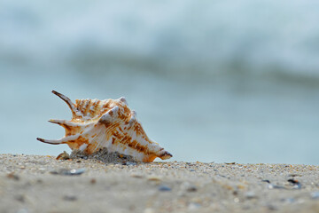 Sea snail on the beach and the sea background