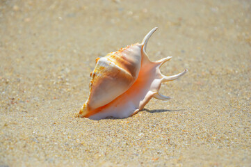Fototapeta na wymiar Sea snail on the beach and the sea background