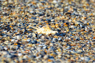 Sea snail on the beach and the sea background