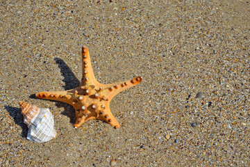 Star fish and seashell on the beach and the sea background