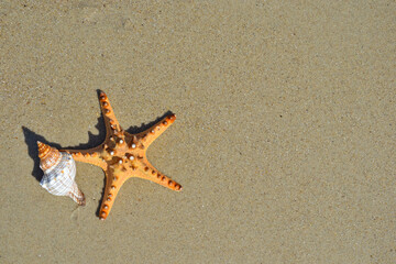 Fototapeta na wymiar Star fish and seashell on the beach and the sea background