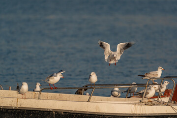 Slender-billed Gull (Chroicocephalus genei) perched on boat rim