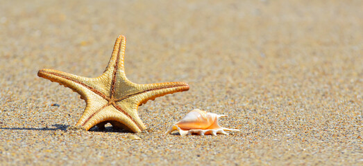 Star fish and seashell on the beach and the sea background