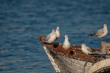 Slender-billed Gull (Chroicocephalus genei) perched on boat rim
