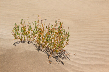 Isolated bushes in hot golden color desert