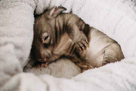 Baby Wombat