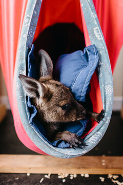 Baby Wombat