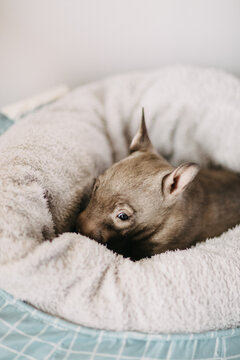 Baby Wombat