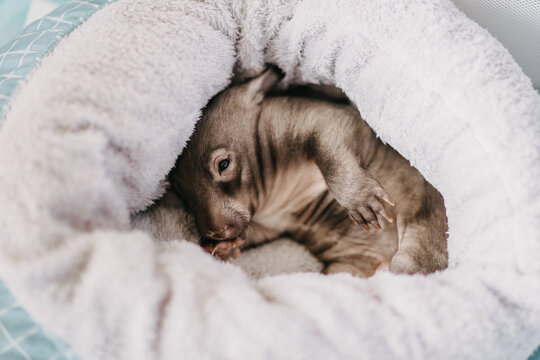 Baby Wombat