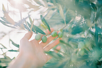 olive branch with olives