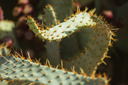 Prickly Pear Cactus