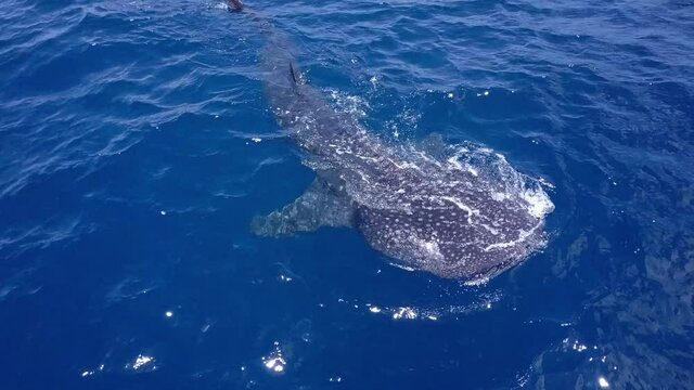 Aerial: Beautiful Shot Of Patterned Whale Shark In Blue Ocean - Isla Mujeres, Mexico