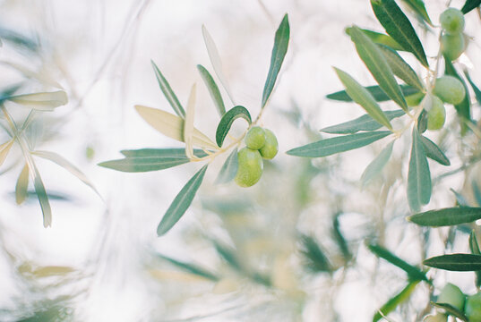 Fototapeta olive branch with olives
