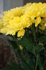 Bouquet of yellow chrysanthemums. Floral background.