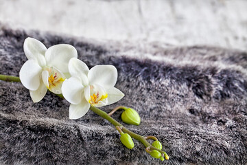 Fototapeta na wymiar Still Life With Fur And Orchids