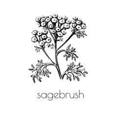 Sketch set with green sagebrush on white background for decoration design. Hand drawn Isolated drawing. Floral branch.