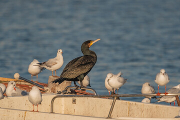 Great Cormorant (Phalacrocorax carbo) sunbathing perched on the edge of a boat