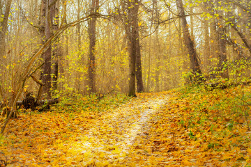 A narrow path covered with yellow leaves in the autumn forest. Fall landscape in an empty park.