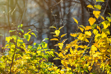 Obraz premium Yellow leaves of bushes against the background of tree trunks. Autumn landscape in the park.