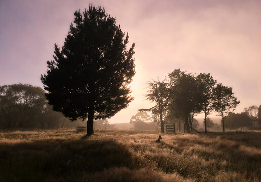 Outback farm, Australia - dreamy dawn mist, dog waiting